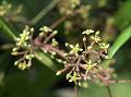 Panicled Sabia